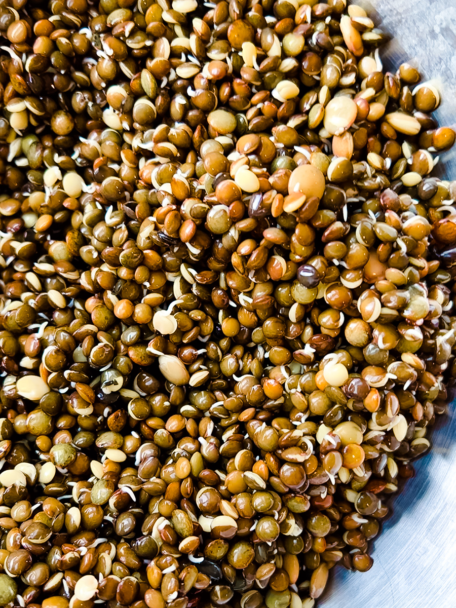 Sprouted Lentil Soup